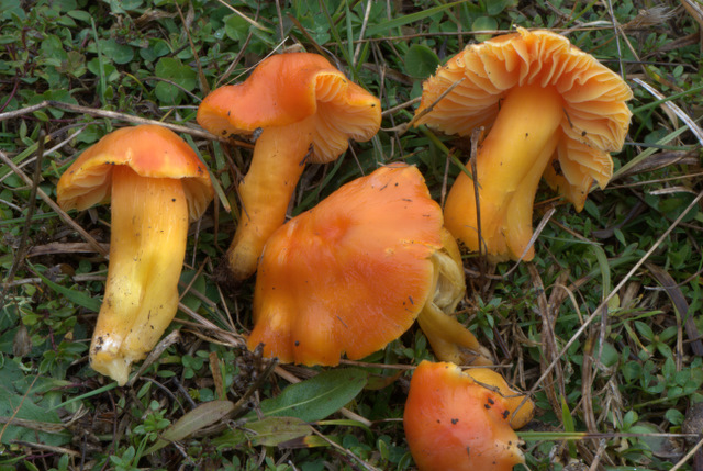 Un Giorno a Castelluccio